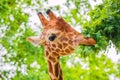 close-up portrait of a cheerful giraffe. Sticks out his tongue, eats leaves, looks at the camera