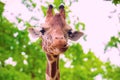 close-up portrait of a cheerful giraffe. Sticks out his tongue, eats leaves, looks at the camera
