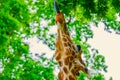 close-up portrait of a cheerful giraffe. Sticks out his tongue, eats leaves, looks at the camera