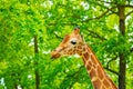 close-up portrait of a cheerful giraffe. Sticks out his tongue, eats leaves, looks at the camera