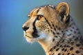 Close-up portrait of cheetah (Acinonyx jubatus) Royalty Free Stock Photo