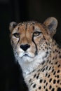 Close up portrait of cheetah over black Royalty Free Stock Photo