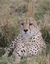 Close-up portrait of cheetah sitting alert in grass and watching out for prey on the horizon in the wild savannah of the masai Royalty Free Stock Photo