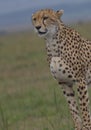 Close-up portrait of cheetah standing alert in the wild masai mara kenya