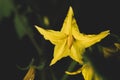 Close up portrait of Cherry tomato plant flower Royalty Free Stock Photo