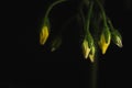 Close up portrait of Cherry tomato plant flower Royalty Free Stock Photo