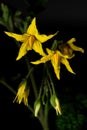 Close up portrait of Cherry tomato plant flower Royalty Free Stock Photo