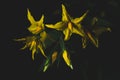 Close up portrait of Cherry tomato plant flower Royalty Free Stock Photo