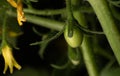 Close up portrait of Cherry tomato plant flower Royalty Free Stock Photo