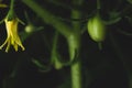 Close up portrait of Cherry tomato plant flower Royalty Free Stock Photo