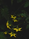 Close up portrait of Cherry tomato plant flower Royalty Free Stock Photo