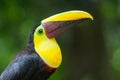 Close-up portrait of Chestnut-billed Toucan in the Rainforest