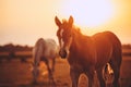 Close-up portrait of a chestnut draft foal on the meadow in the evening sun Royalty Free Stock Photo