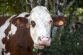 Close up portrait of a chewing, ruminating, red and white cow.