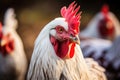 Close up portrait of a chicken