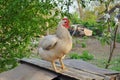 Close-up portrait of a chicken on a farm yard. A white poultry with a red comb looks with curiosity. Royalty Free Stock Photo