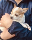 Close-up portrait of a Chihuahua breed dog in the open air. Dog is sitting in the arms of a man