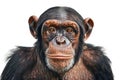 A close-up portrait of a chimpanzee against a white background Royalty Free Stock Photo