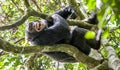 Close up portrait of chimpanzee ( Pan troglodytes ) with open mouth resting on the tree in the jungle Royalty Free Stock Photo