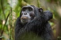 Close up portrait of chimpanzee ( Pan troglodytes ) resting in the jungle. Royalty Free Stock Photo