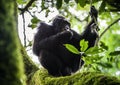 Close up portrait of chimpanzee ( Pan troglodytes ) resting on the tree Royalty Free Stock Photo