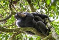 Close up portrait of chimpanzee ( Pan troglodytes ) resting on the tree in the jungle Royalty Free Stock Photo