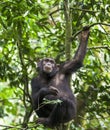 Close up portrait of chimpanzee ( Pan troglodytes ) resting on the tree in the jungle Royalty Free Stock Photo