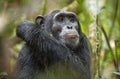 Close up portrait of chimpanzee ( Pan troglodytes ) resting in the jungle. Royalty Free Stock Photo