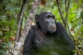 Close up portrait of chimpanzee ( Pan troglodytes ) resting in the jungle. Royalty Free Stock Photo