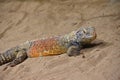 Close up portrait of Chinese crocodile lizard Royalty Free Stock Photo