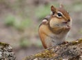 Chipmunk portrait on a log