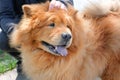 Close-up portrait of a chow chow dog and male hand The dog walks in the park
