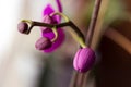 A close up portrait of the closed purple flower buds of a moth orchid or a phalaenopsis hanging on a branch of the orchidaceae Royalty Free Stock Photo