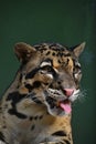 Close up portrait of clouded leopard