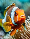 Close-up portrait of a clown fish Royalty Free Stock Photo