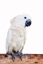 Close up portrait of Cockatoo birds, Moluccan or Seram Cockatoo