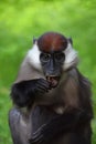 Close up portrait of collared mangabey Royalty Free Stock Photo