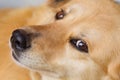 Close up portrait of collie type dog`s face. Royalty Free Stock Photo