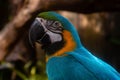 Close up portrait of colorful blue Green and yellow macaw parrot Royalty Free Stock Photo