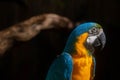 Close up portrait of colorful blue Green and yellow macaw parrot Royalty Free Stock Photo