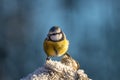 Close up portrait of a colorful blue tit sitting on a frosty tree limb Royalty Free Stock Photo