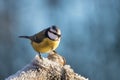 Close up portrait of a colorful blue tit sitting on a frosty tree limb Royalty Free Stock Photo
