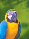 Close up portrait of colorful Blue and Yellow Macaw looking at camera on blurred greenery background Royalty Free Stock Photo