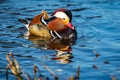 Close-up portrait of a colorful drake of mandarin duck Royalty Free Stock Photo