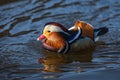 Close up portrait of a colorful male mandarin duck Royalty Free Stock Photo