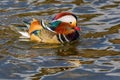 Close up portrait of a colorful male mandarin duck Royalty Free Stock Photo