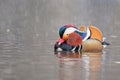 Close up portrait of a colorful male mandarin duck swimming in a river. Snow is falling. Aix galericulata Royalty Free Stock Photo