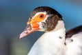 Closeup portrait of muscovy duck Royalty Free Stock Photo