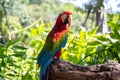 Close up portrait of colorful red, green and blue macaw parrot or Ara Ararauna on nature background Royalty Free Stock Photo