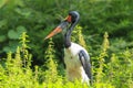 Close up of a saddle-billed stork, Ephippiorhynchus senegalensis, standing in a green meadow Royalty Free Stock Photo